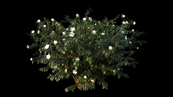 Hypericum