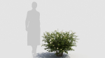 Hypericum