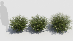 Hypericum