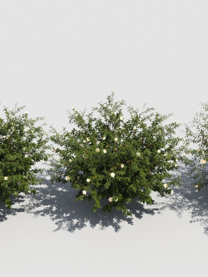 hypericum-3d-model-a47e619d04