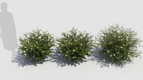 Hypericum