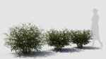 Hypericum