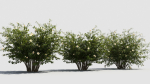 Hypericum