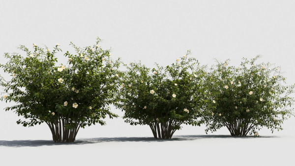 Hypericum