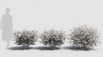 Hypericum