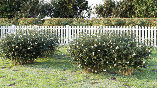 Hypericum