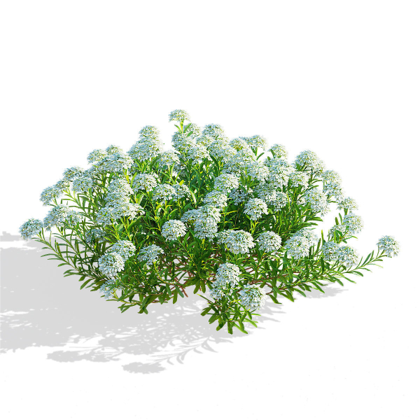 Iberis sempervirens flower
