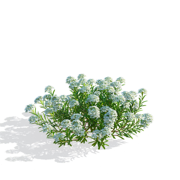 Iberis sempervirens flower