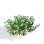 Iberis sempervirens flower