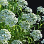 Iberis sempervirens flower