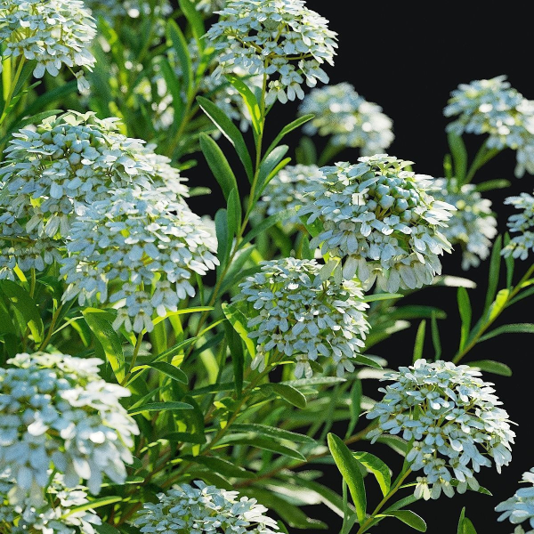 Iberis sempervirens flower