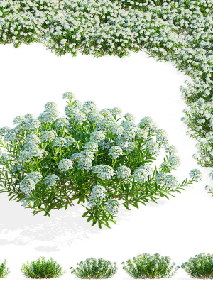 Iberis sempervirens flower