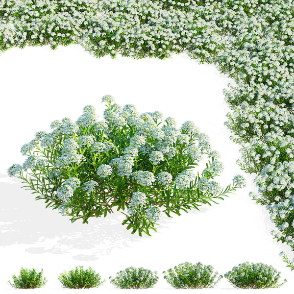Iberis sempervirens flower