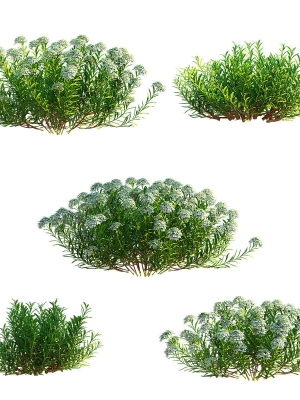 iberis-sempervirens-flower-3d-model-f5ec9937f5