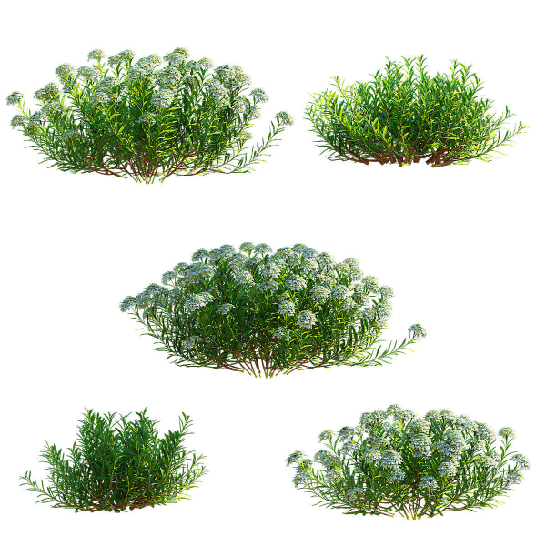 Iberis sempervirens flower