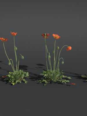 iceland-poppy-vfx-grace-3d-model-obj-fbx-blend