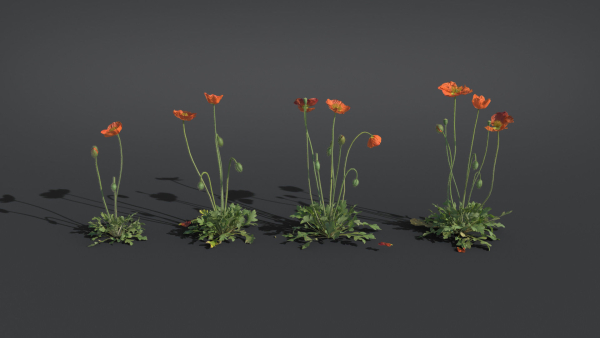 Iceland Poppy VFX Grace