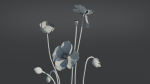 Iceland Poppy VFX Grace