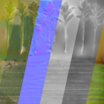 Iceland Poppy VFX Grace