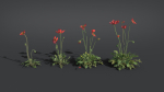 Iceland Poppy VFX Grace