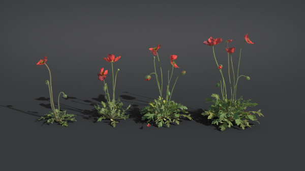 Iceland Poppy VFX Grace