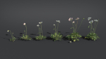 Iceland Poppy VFX Grace