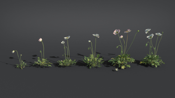 Iceland Poppy VFX Grace
