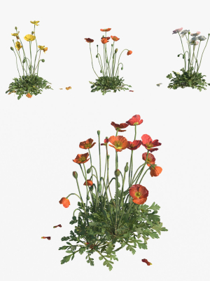 Iceland Poppy VFX Grace