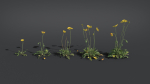 Iceland Poppy VFX Grace