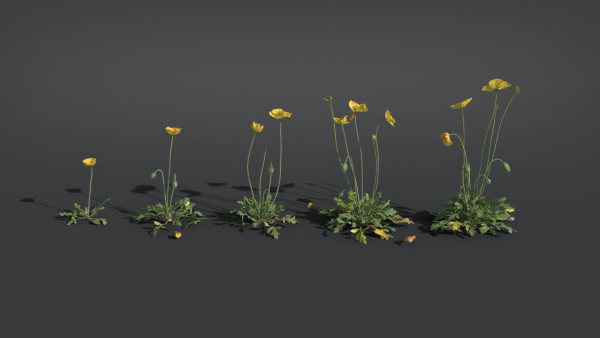Iceland Poppy VFX Grace