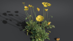Iceland Poppy VFX Grace