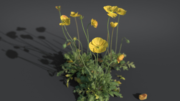Iceland Poppy VFX Grace