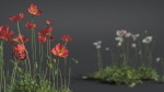 Iceland Poppy VFX Grace