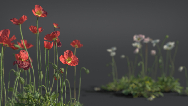 Iceland Poppy VFX Grace