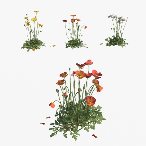 Iceland Poppy VFX Grace