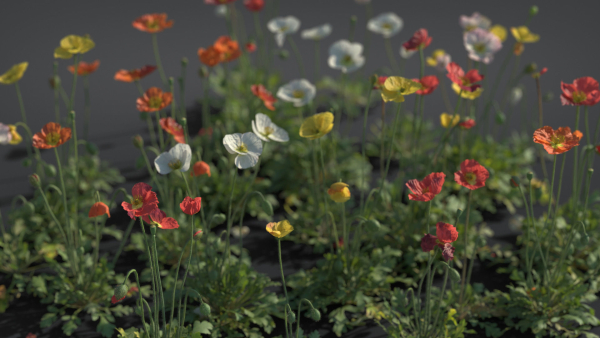 Iceland Poppy VFX Grace
