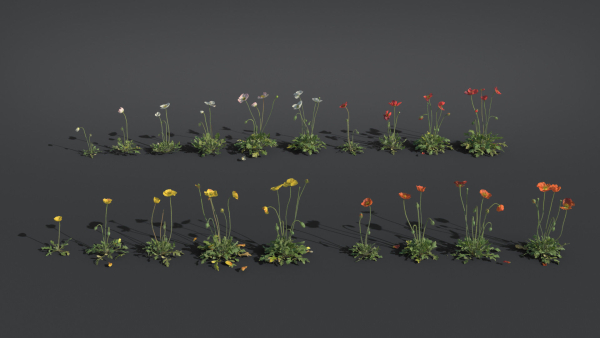 Iceland Poppy VFX Grace