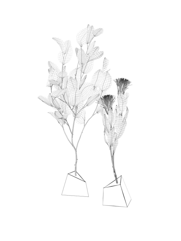 Ikebana 5 two eucalyptus trees on table
