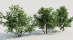 Ilex mucronata a
