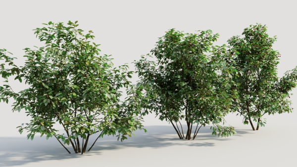 Ilex mucronata a