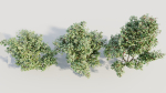 Ilex mucronata a