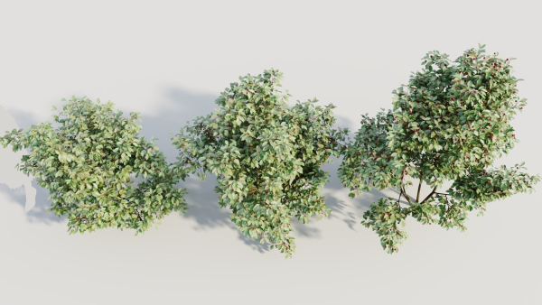 Ilex mucronata a