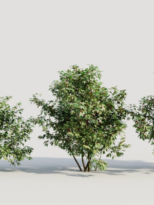 Ilex mucronata a