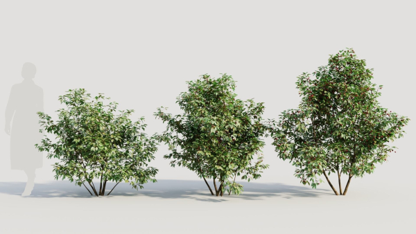Ilex mucronata a