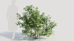 Ilex mucronata a