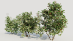 Ilex mucronata a