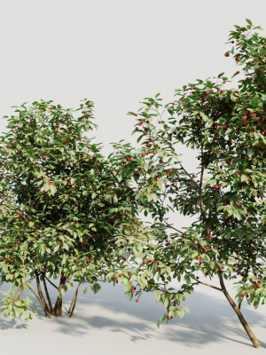ilex-mucronata-a-3d-model-5aade5549e