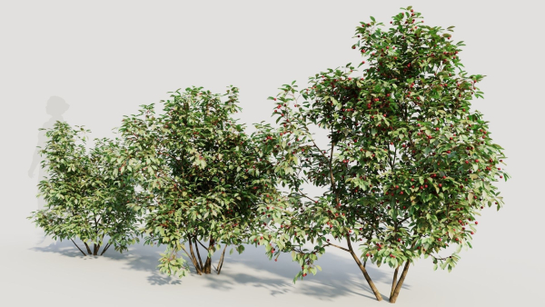 Ilex mucronata a