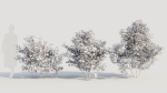 Ilex mucronata a