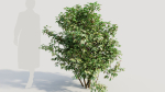 Ilex mucronata a